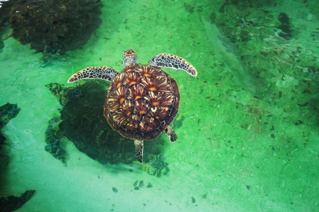 Vinpearl Discovery Rockside Nha Trang Kültér fotó